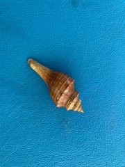 Brunneifusus ternatanus