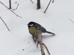 Parus major