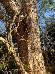 Senegalia polyacantha