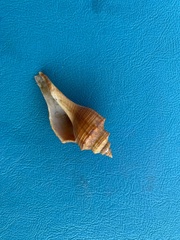 Brunneifusus ternatanus
