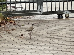 Rhinoptilus chalcopterus