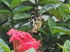Papilio demoleus malayanus