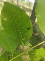 Flindersia australis