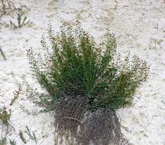 Scrophularia cretacea