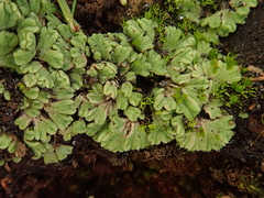 Riccia crozalsii