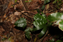 Brachychiton acerifolius