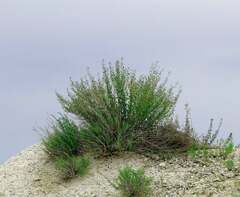 Scrophularia cretacea