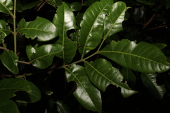 Dysoxylum fraserianum