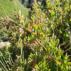 Tetragonia implexicoma