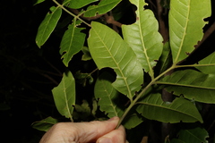 Dysoxylum fraserianum