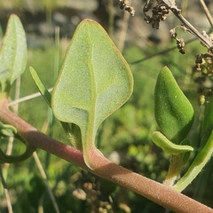 Tetragonia implexicoma