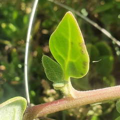 Tetragonia implexicoma
