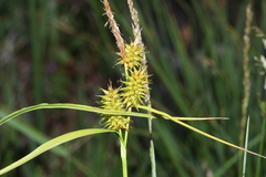 Carex lepidocarpa