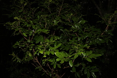 Dysoxylum fraserianum