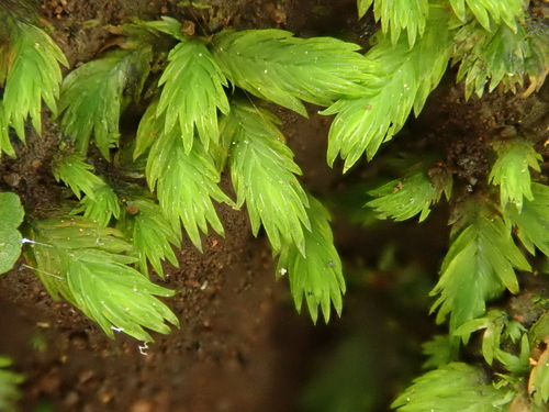 Fissidentaceae image