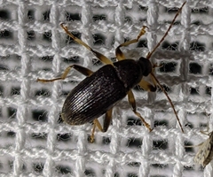 Alleculinae
