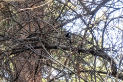 Periparus ater