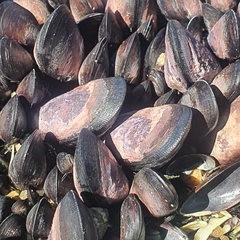 Brachidontes rostratus
