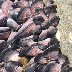 Brachidontes rostratus