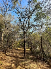 Vachellia leucophloea