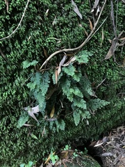 Hymenophyllum australe