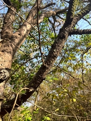 Vachellia leucophloea