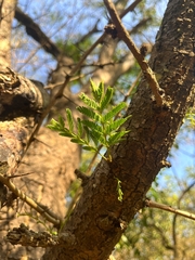 Vachellia leucophloea