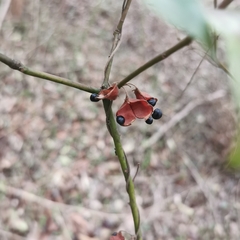 Rhynchosia volubilis
