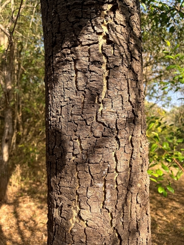 Image of Vachellia leucophloea by (c) Chayant Gonsalves, some rights reserved (CC BY)
