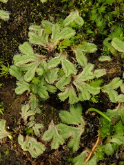 Riccia crozalsii