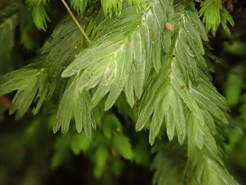 Fissidentaceae image