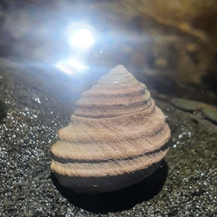 Austrocochlea constricta