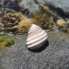 Austrocochlea constricta