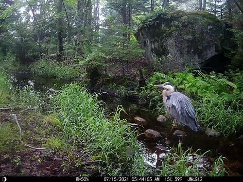 Great Blue Heron photographed in New Hampshire