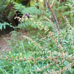 Rumex sanguineus