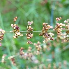 Rumex sanguineus