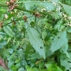 Rumex sanguineus
