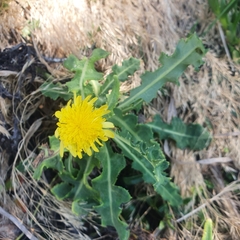 Sonchus megalocarpus