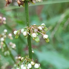 Rumex sanguineus