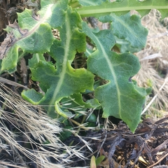 Sonchus megalocarpus