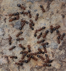 Camponotus lateralis