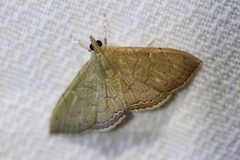 Hyalobathra