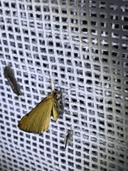 Anachloris subochraria