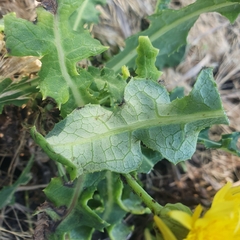 Sonchus megalocarpus