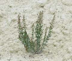 Scrophularia cretacea