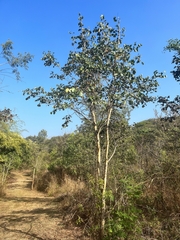 Dalbergia latifolia