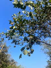 Dalbergia latifolia
