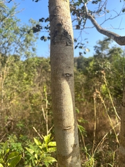 Dalbergia latifolia