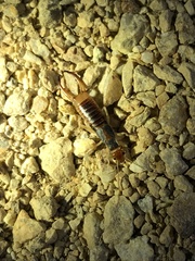 Labidura truncata