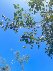 Dalbergia latifolia